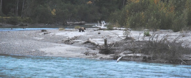 Deze grizzly zoekt ook nog wat zalm in het naseizoen. Desnoods de karkassen welke terug gevoerd worden door de rivier alsnog prooi voor bold eagles, beren, coyote's, etc. Er gaat niets verloren in de natuur.